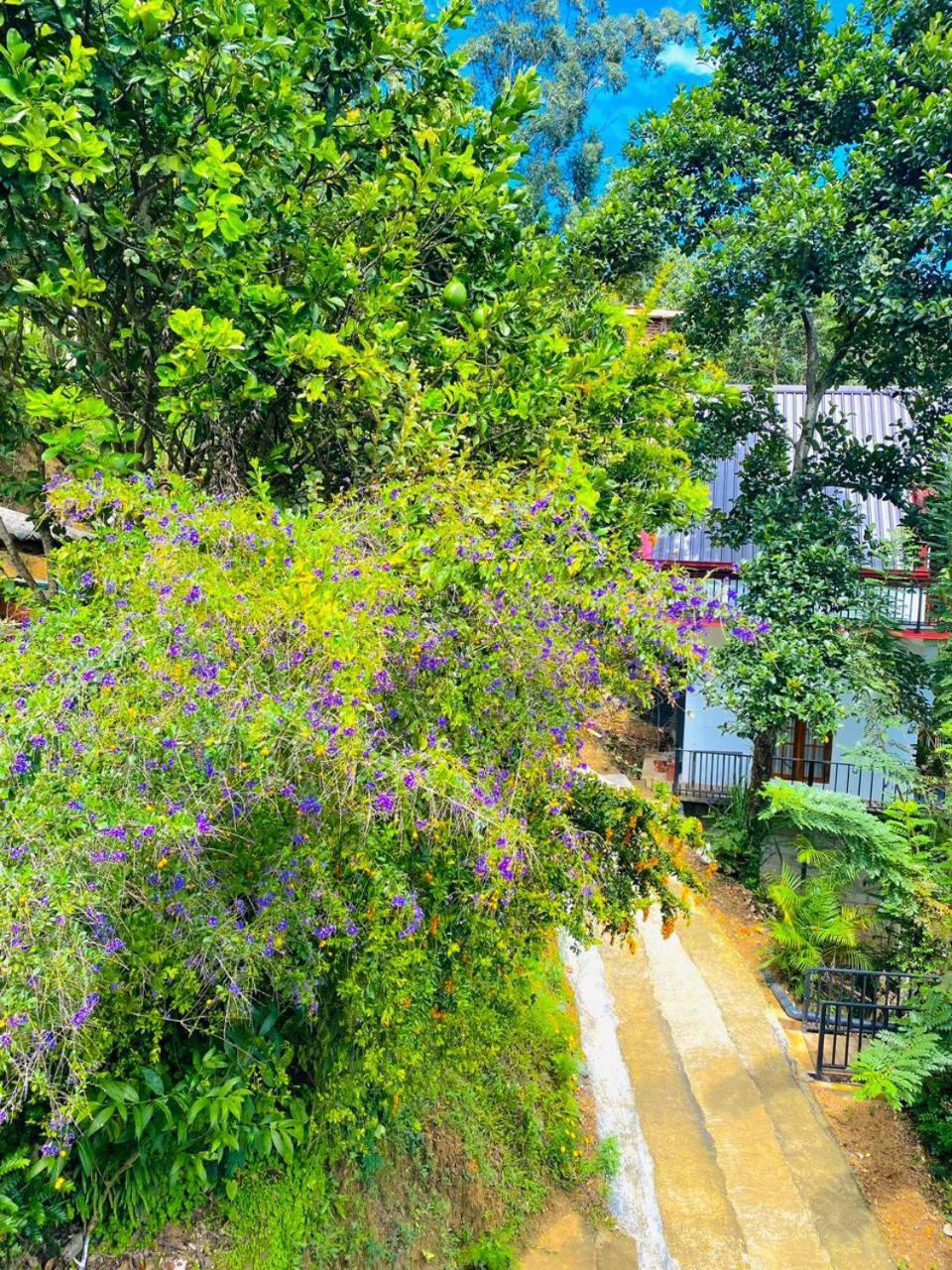 אלה Cloudy Hill Cottage מראה חיצוני תמונה
